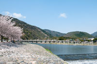 渡月橋と桜（嵐山公園・中之島地区から）